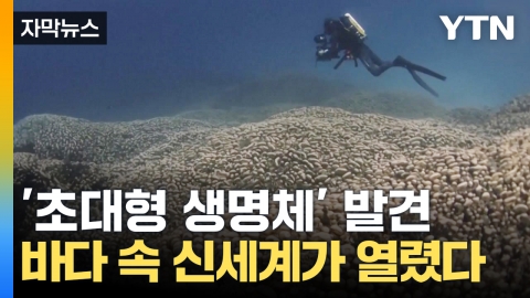 [Capture News] 'World's Biggest Coral Reef' Amazing Discovery...I found the hidden treasure of the earth.