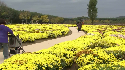 A garden with chrysanthemums in full bloom...the late autumn mood of the Taehwa River