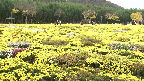 A garden in the city with a late autumn vibe...Chrysanthemums in full bloom on the Taehwa River.