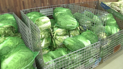 More than 60% of cabbage...The distributor said, "Catch the Kimjang people and the Kimpo people!"