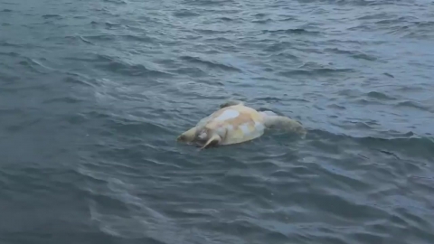 A sea turtle body found in the sea of Jeju...Ching your head on the fishing line. [Anchor Report]