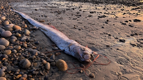 "The End of the Earth" is so bad that we found another one...The 3rd time this year off the coast of California, U.S.