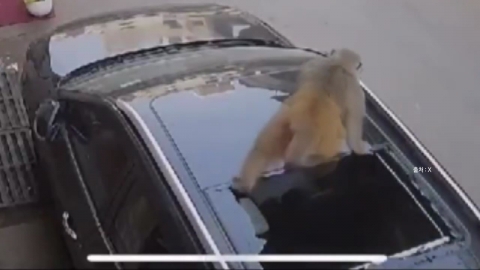 Monkeys sometimes fall...With the sunroof of the car. [Nowshorts] 