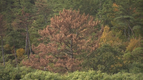 Ulju-gun's pine tree nematode disease is serious..."I need cooperation and support."