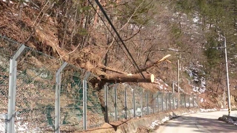 Pines on the Korean Peninsula in danger of dying..."Climate stress is to blame".