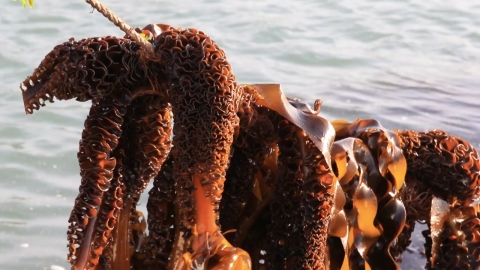 Wando seaweed that's attracting attention from all over the world...Collaborate with NASA to certify 'Blue Carbon'