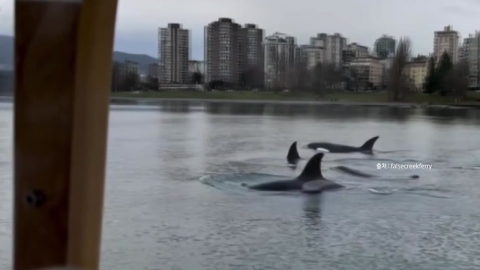 [Nowshorts] A group of orcas met on a ferry in downtown Vancouver.