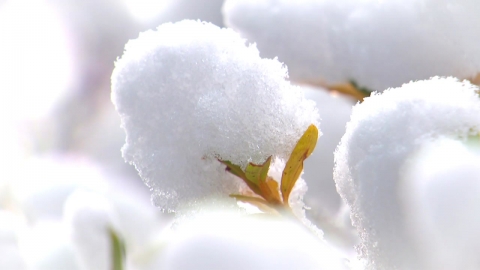 [Video] This winter's first snow...Frozen World