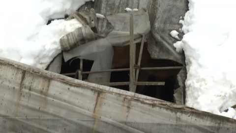 It's falling apart in the "heavy snow" and breaking off...Damage to Gangwon-do continues.