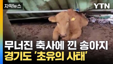 [Capture news] Calf caught in a collapsed congratulatory speech...Gyeonggi-do Provincial Government suffers from heavy snow without countermeasures