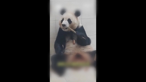 China's Panda Base "Fu Bao Inspection Results Normal"...Latest Video Revealed