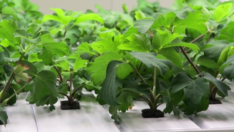 [Green] Growing Special Crops Even in the Heat Wave... Research on 'Smart Farm' is in full swing.