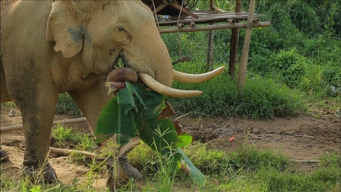 Wild Elephant Attacks...Tourist killed while trekking in Thailand's national park 