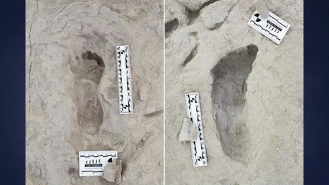 Footprints taken side by side...Different "human ancestors" co-existed.