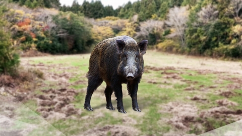 To Hallasan trail...Watch out for the frequent appearance of wild boars.