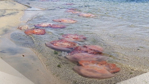 A whale shark is caught and jellyfish are infested...the heated East Coast