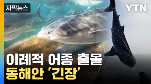 [Capture news] Even "Rare Creatures" appearance... What is the rapidly changing future of the East Sea?