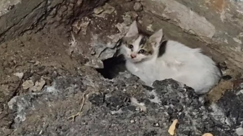 At the construction site, a kitten was rescued from the asphalt.