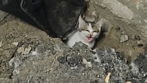 [Reporting Y] In the ground, "Meow meow".cats buried in asphalt