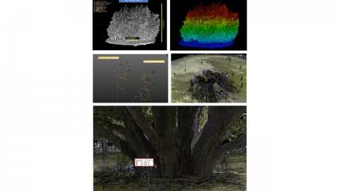 A ginkgo tree in Bangye-ri, Wonju, a natural monument, turned out to be 1,317 years old.