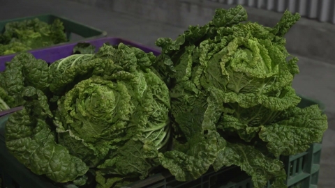 Government "Expanding Cabbage and Radish Supply Ahead of Lunar New Year""Punishment for hoarding".