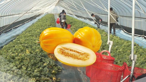 Sweet Seongju Korean melon shipped for the first time this year..."A goal of 700 billion won".