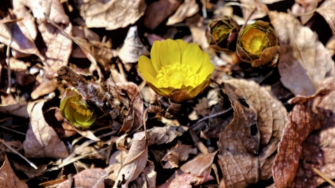 봄 알리는 '복수초' 개화, 평년보다 2주 빨리 활짝