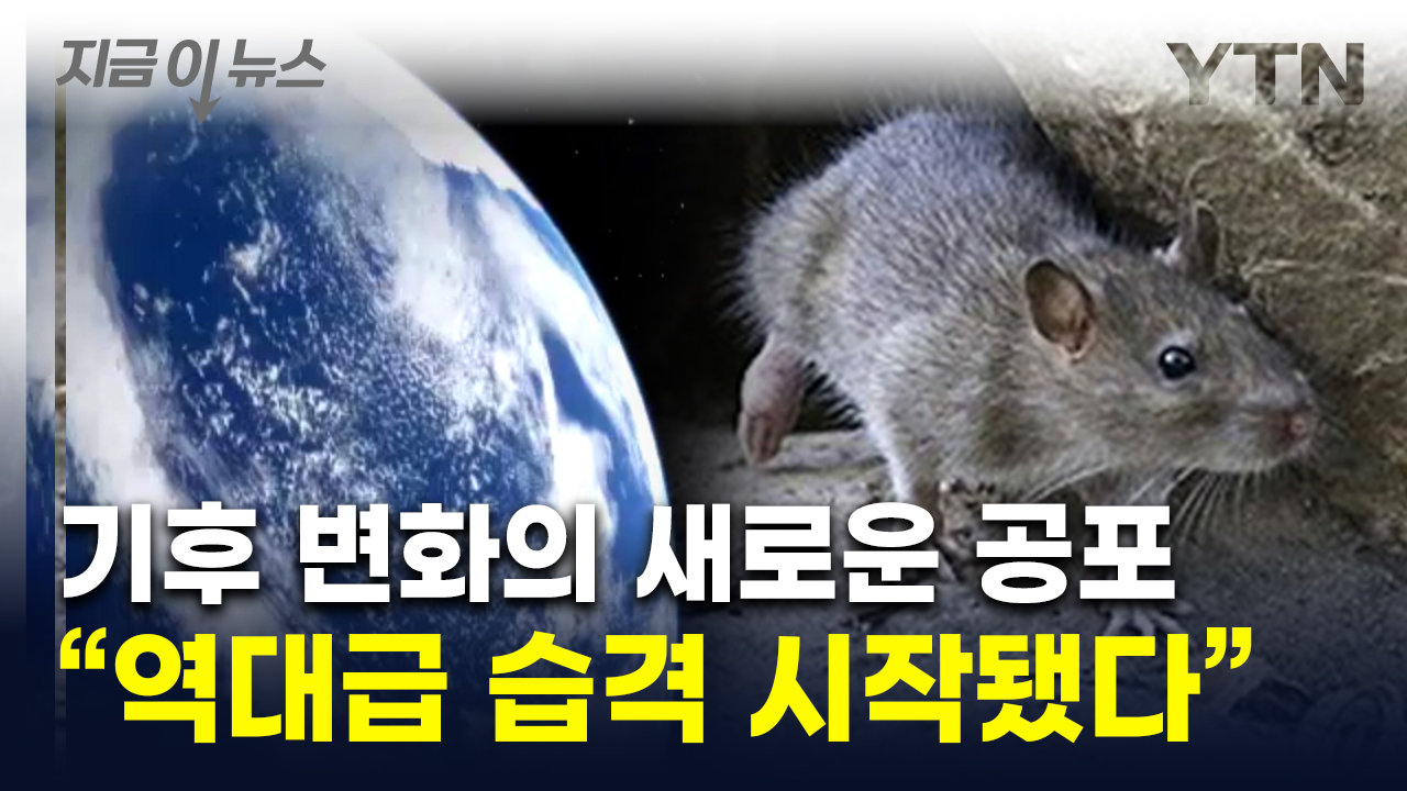 세계 곳곳서 쥐떼 '폭발적' 증가...워싱턴은 재앙적 수준 [지금이뉴스]