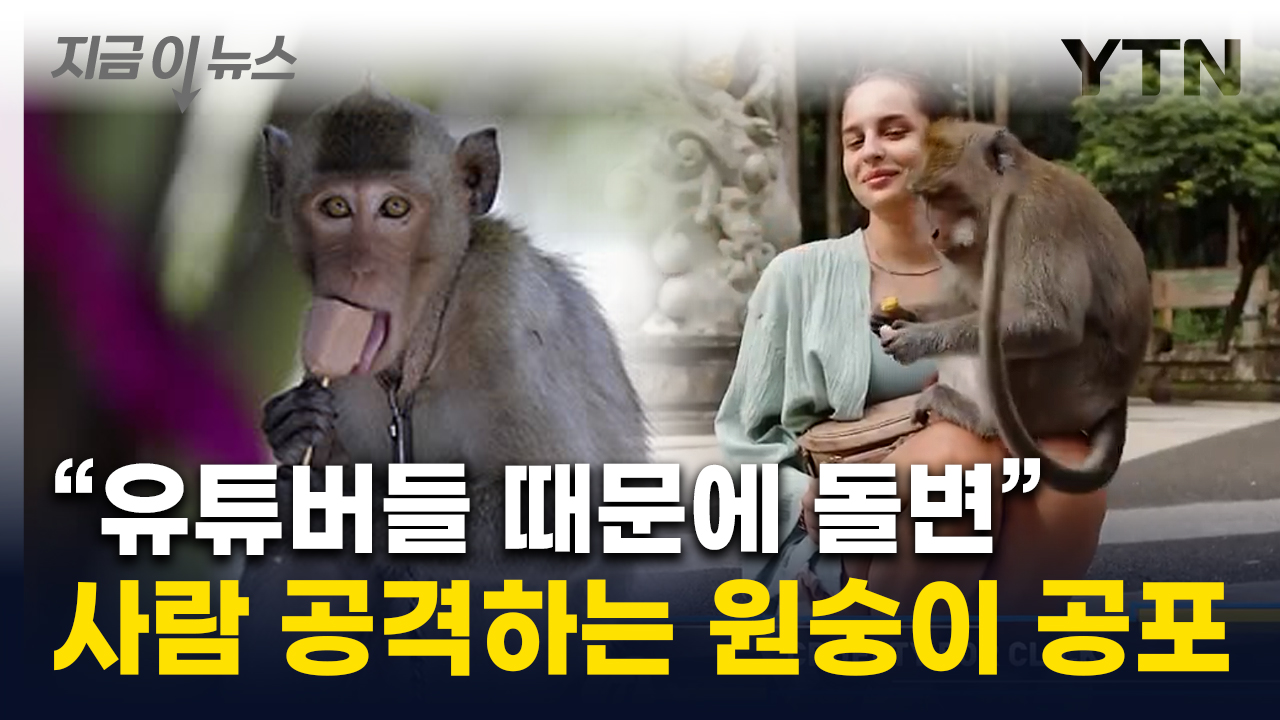 사람 물어뜯는 공포의 원숭이들...유명 관광지에 무슨 일이 [지금이뉴스]