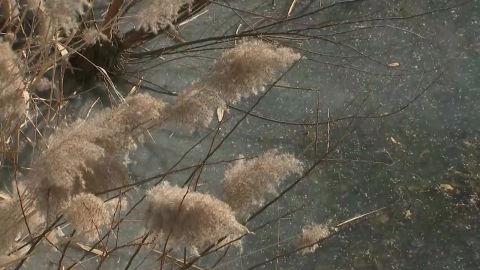 [날씨] 긴 추위에 바짝 메마른 대기…전국 곳곳 \'산불 비상\'