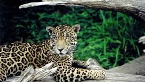 남미 수리남에서 재규어 밀렵..."중국에 정력제로 판매"