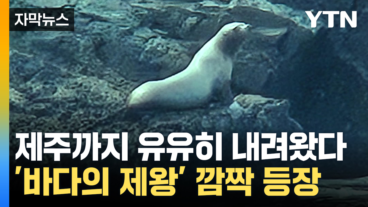 [자막뉴스] 제주까지 유유히 내려왔다...'바다의 제왕' 깜짝 등장