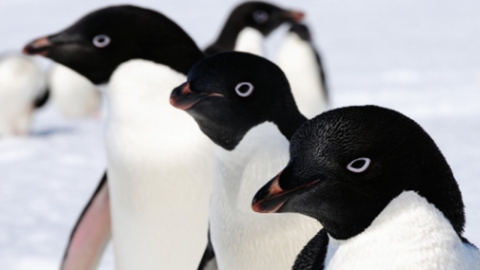 펭귄에도 물리나...척박한 남극 무인도에도 10% 관세