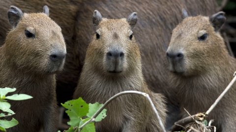 '인기몰이' 카피바라, 아르헨티나 부촌에선 천덕꾸러기 신세