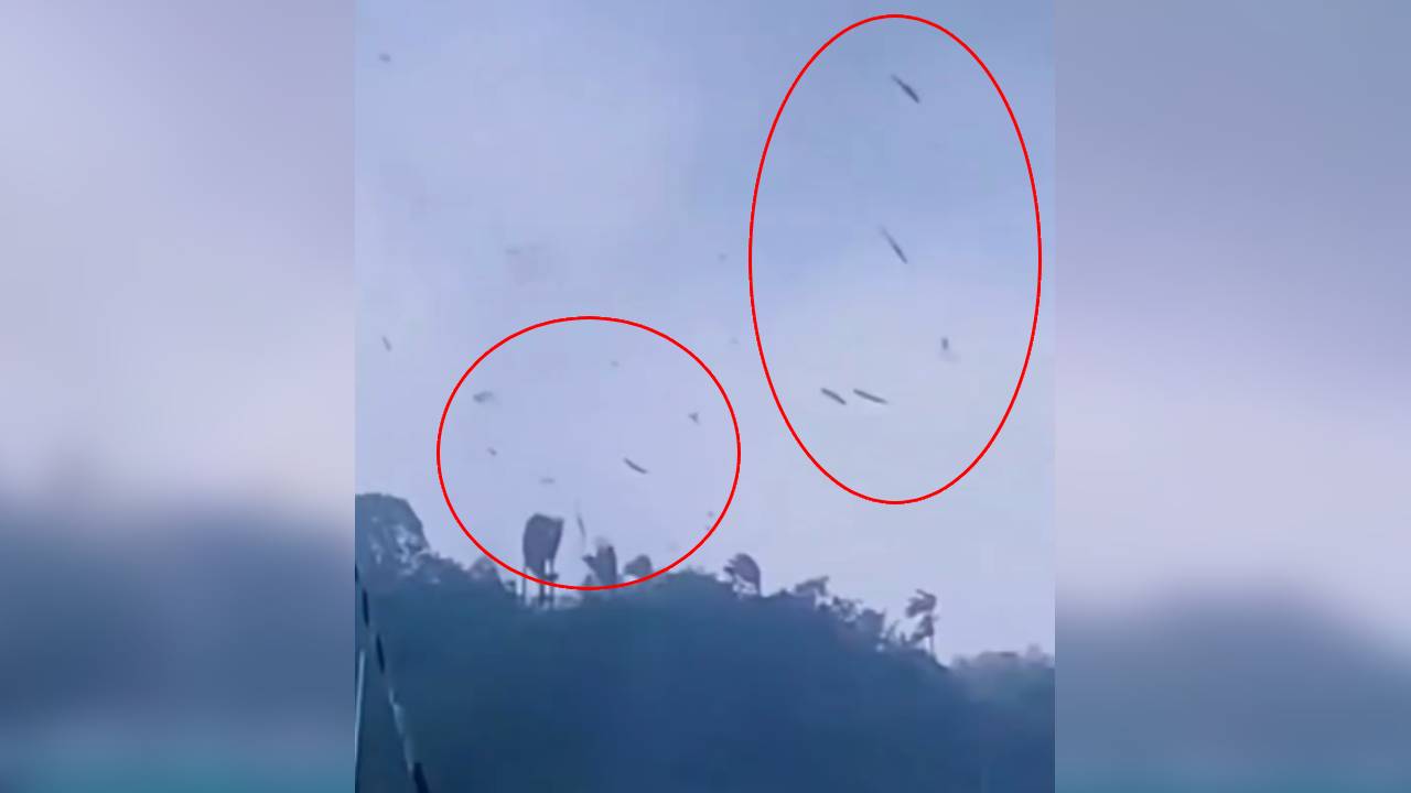 '물고기 비' 실화? 카리브섬에서 벌어진 믿기 힘든 장면