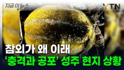 참외잎 들춰 보고 화들짝...성주 참외 농가 \'비상\' [지금이뉴스] 