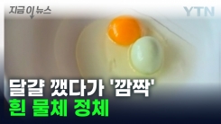괴산서 청계가 낳아... 날달걀 속 \'흰 물체 정체\' [지금이뉴스]