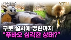 \'푸바오 이상 징후\' SNS 속출...중국 측이 내놓은 해명 [지금이뉴스] 