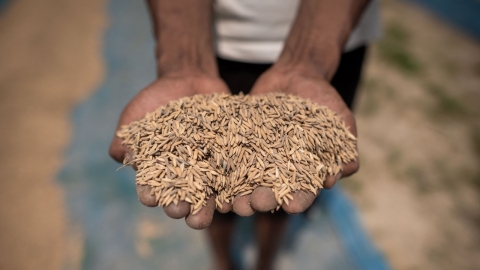 "미 소매점 판매 쌀 25% 이상, 독성 비소 함량 기준치 초과"