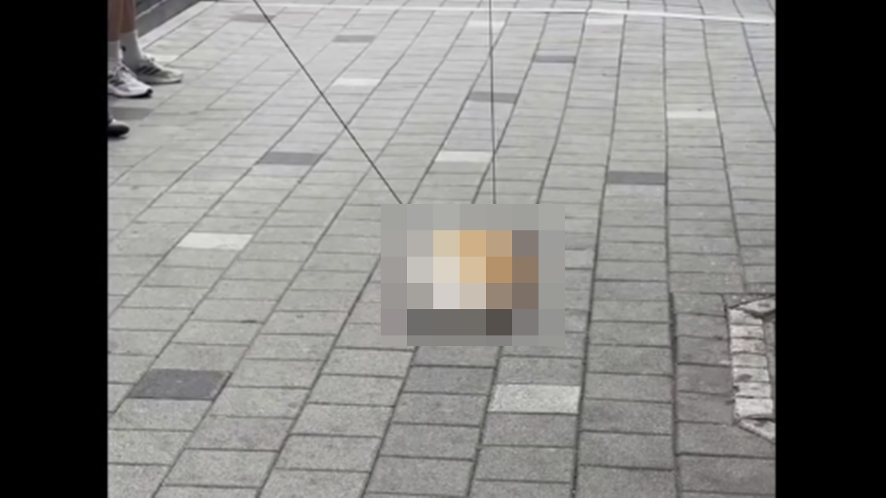 대낮 오피스텔 12층서 반려견 웰시코기 추락사…동물단체 고발