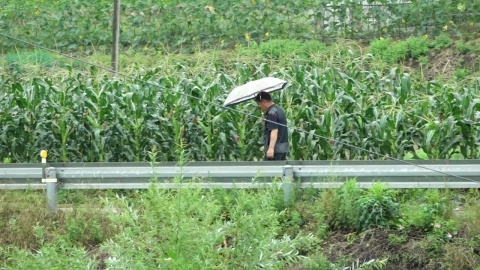 [날씨] 영덕 35℃, 내일도 여름 더위…곳곳 비 내리며 습도↑