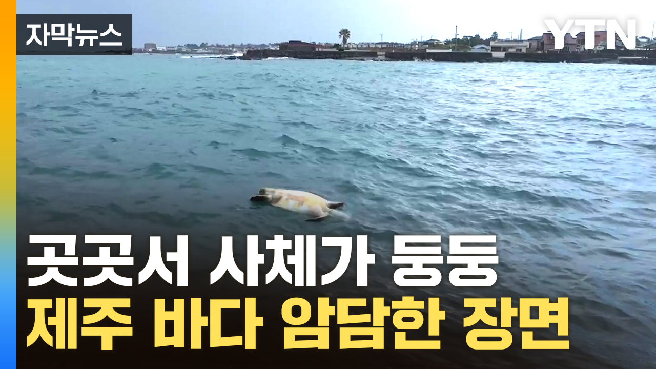 [자막뉴스] "결국 멸종의 길"...절망적인 폐사 속출에 '경고등'