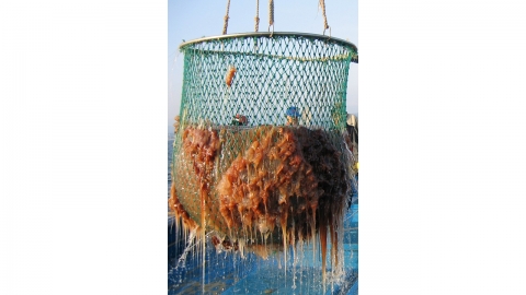 그물 찢는 해파리 무더기 발견...정부 대책 가동