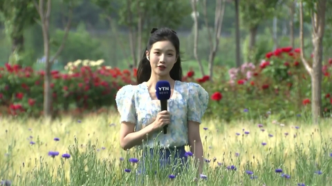 [날씨] 휴일, 서울 등 전국 30℃ 더위…초여름 보리밭 물결