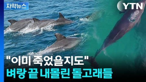 [자막뉴스] '폐어구 지옥' 고통받는 돌고래...해양 쓰레기의 '역습'