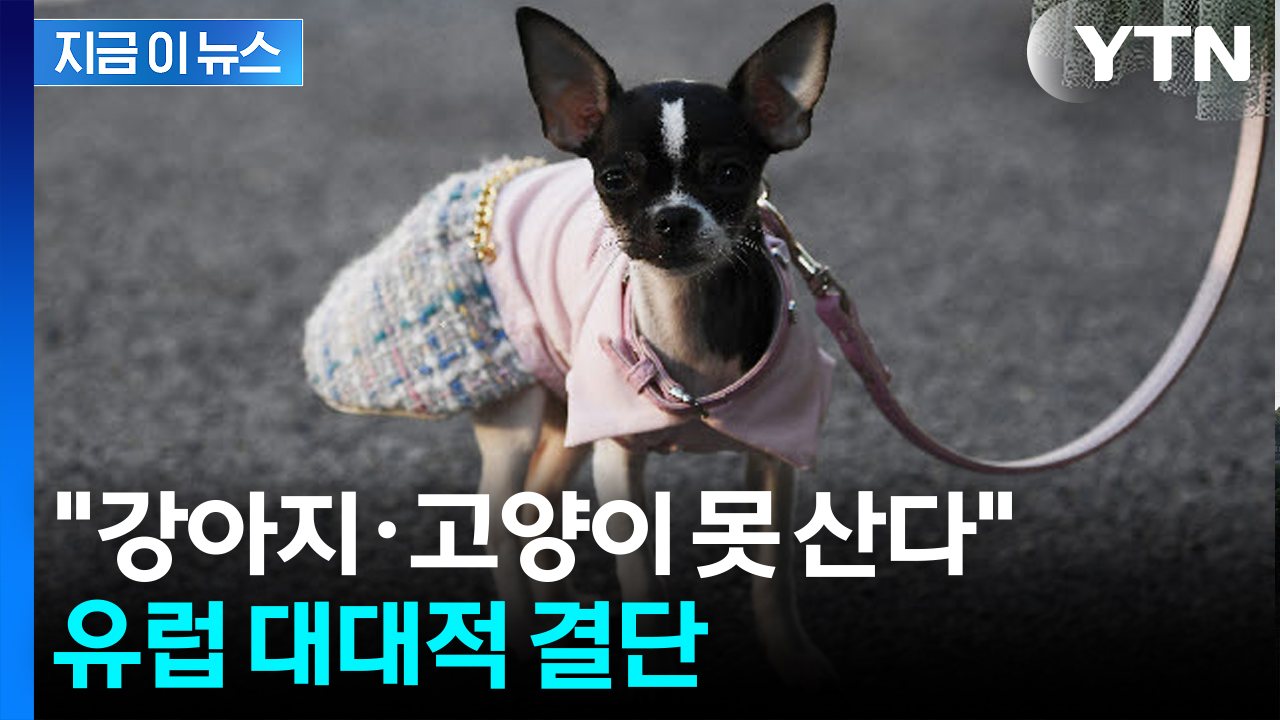 반려동물에 진심인 EU...'펫숍'에 초강수 [지금이뉴스] 