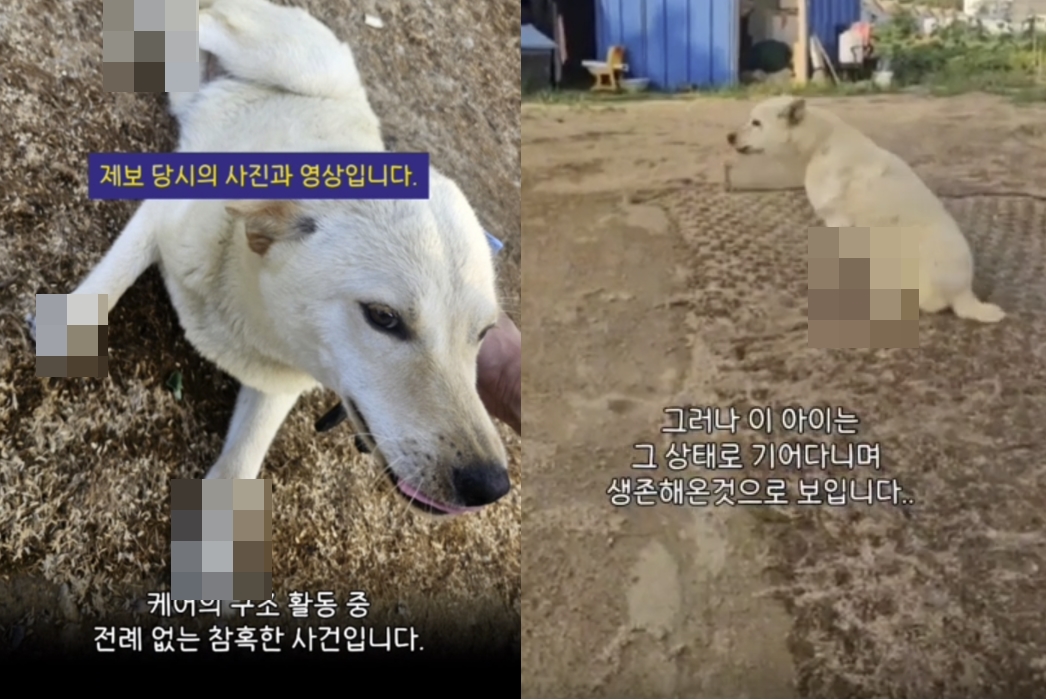 발목 네 개 모두 절단된 백구 발견…"의도적 학대 가능성"