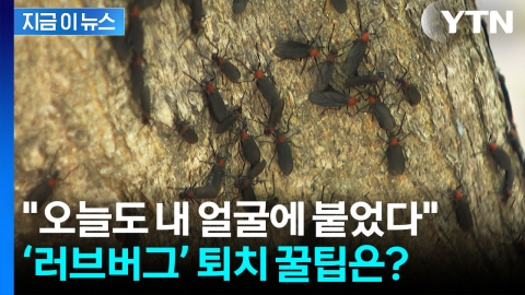익충이지만 징그러운 \'러브버그\', 슬기로운 퇴치 방법은? [지금이뉴스]
