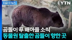 동물원 대차게 탈출하더니...곰들이 벌인 의외의 사건 [지금이뉴스]
