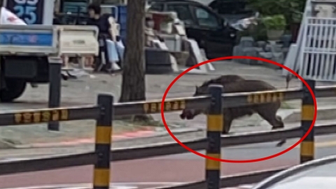 서울 주택가에 멧돼지 출몰해 사살…다친 사람 없어